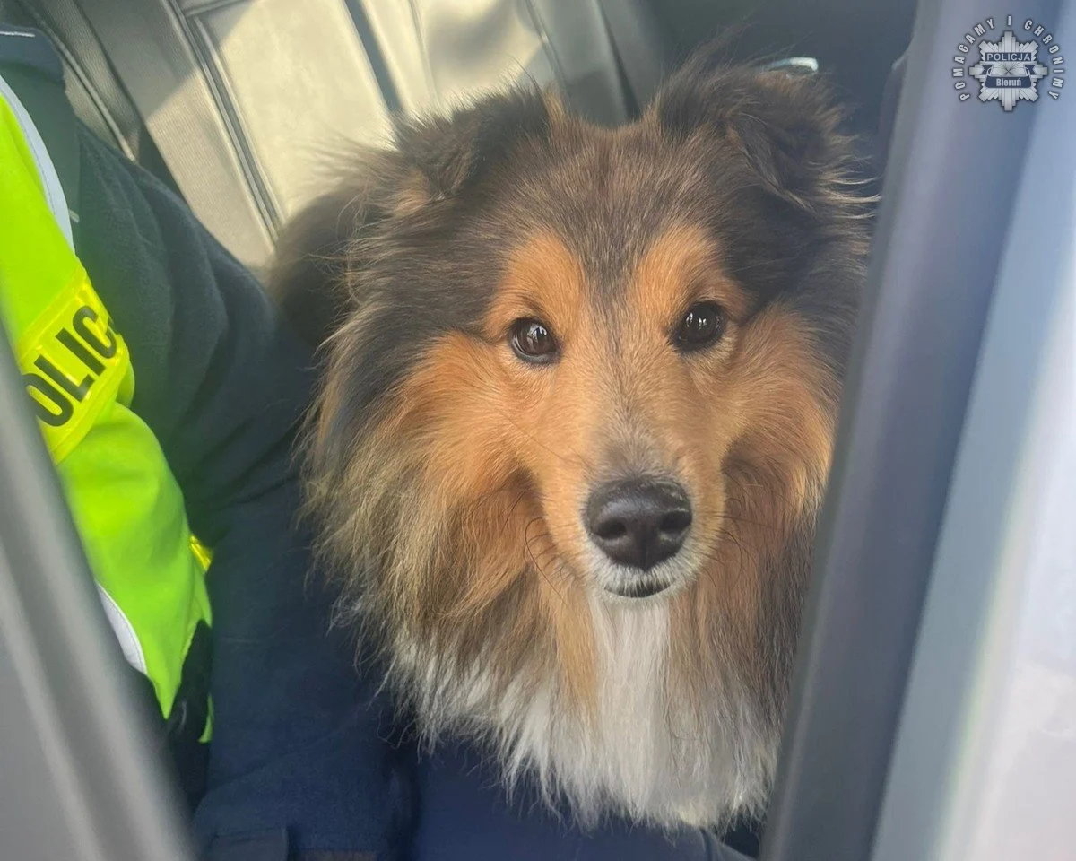 Policjanci z Bierunia uratowali psa błąkającego się po ruchliwej drodze!