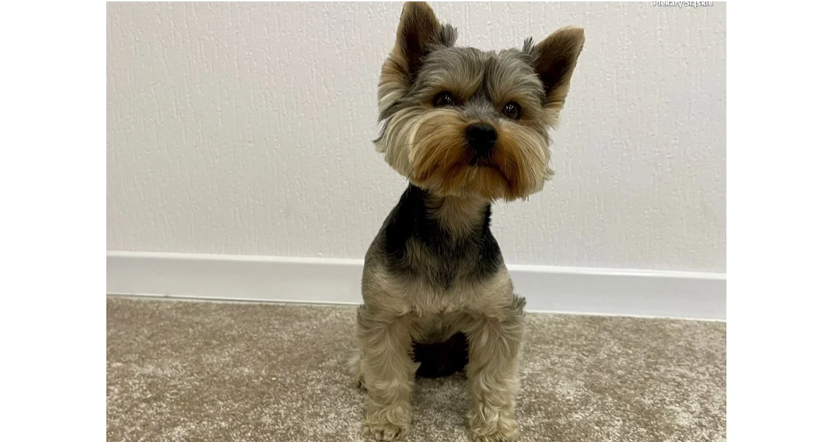 Zadbaj o swojego pupila: bezpieczeństwo na spacerach i w domu!