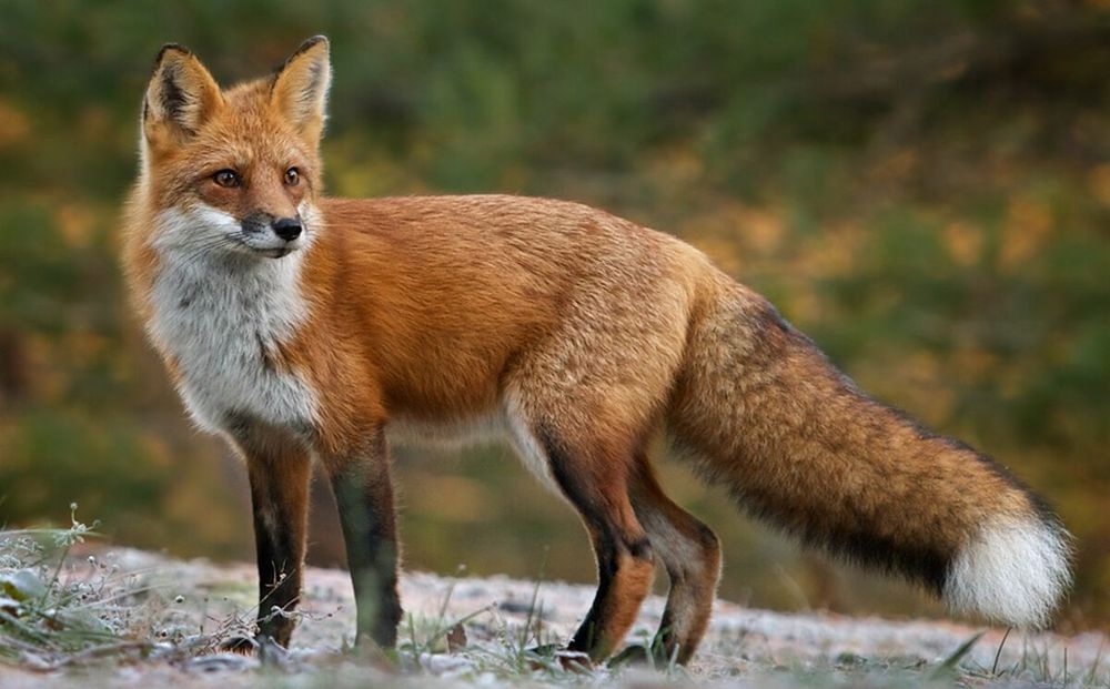 Lis na Osiedlu Wieczorka – miasto reaguje na zgłoszenia mieszkańców