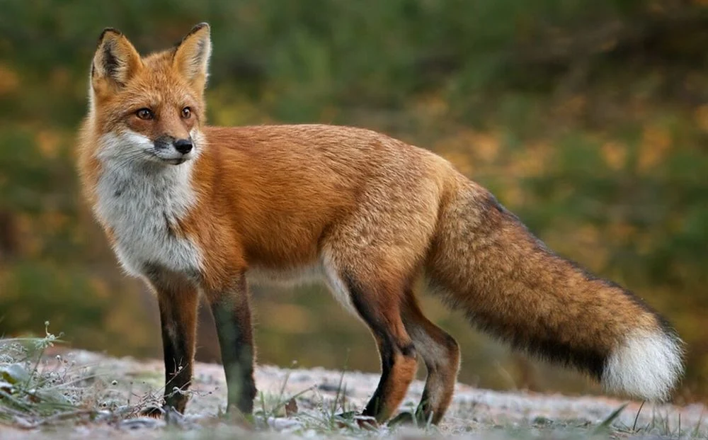 Uwaga na dzikie zwierzęta w miastach – ważne informacje dla mieszkańców!