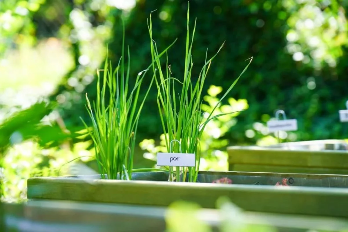 Kolejne 10 rybnickich placówek z grantami na ogródki szkolne i przedszkolne