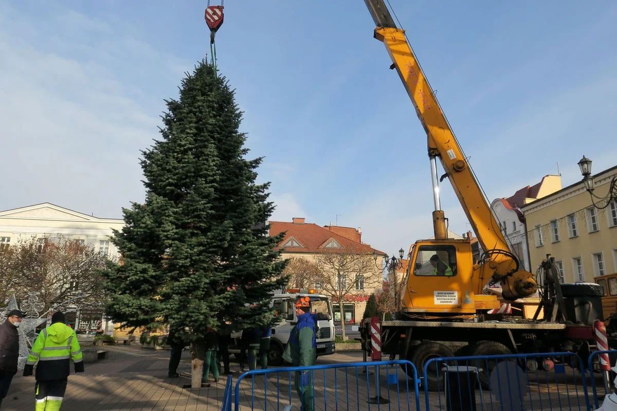 Podaruj świąteczne drzewko – Rybnik czeka na twoją jodłę!