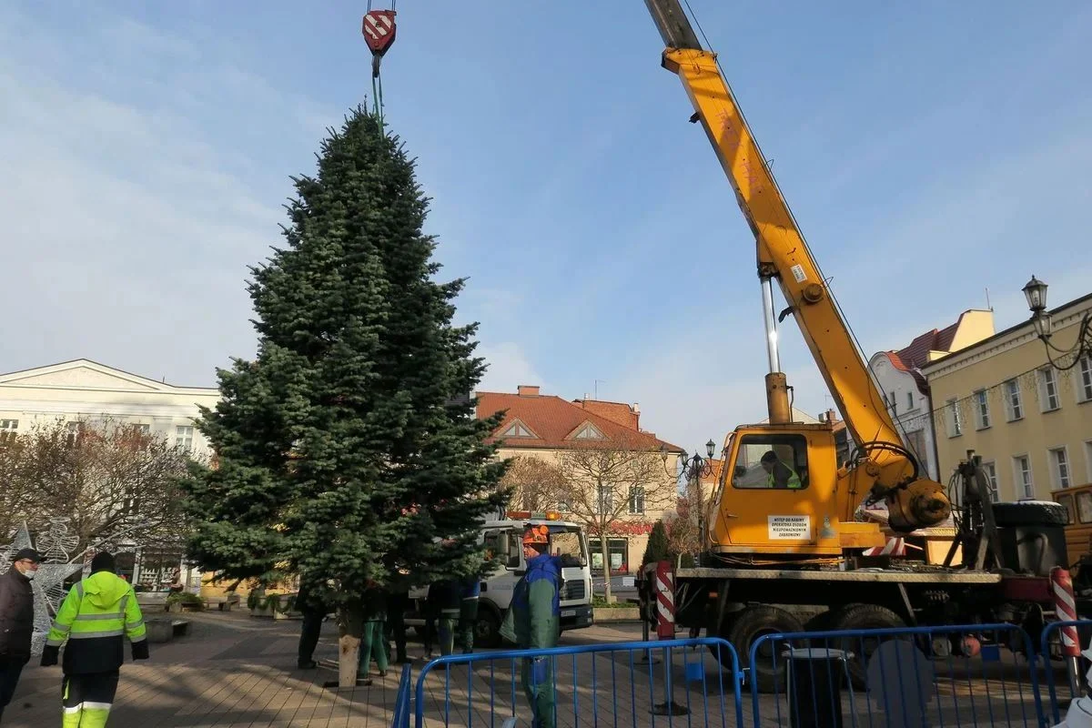 Podaruj świąteczne drzewko – Rybnik czeka na twoją jodłę!
