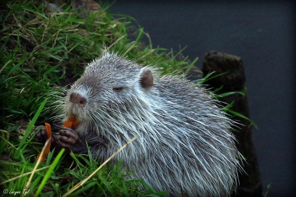 Nutrie w Rybniku – jak możemy pomóc w ich ochronie?