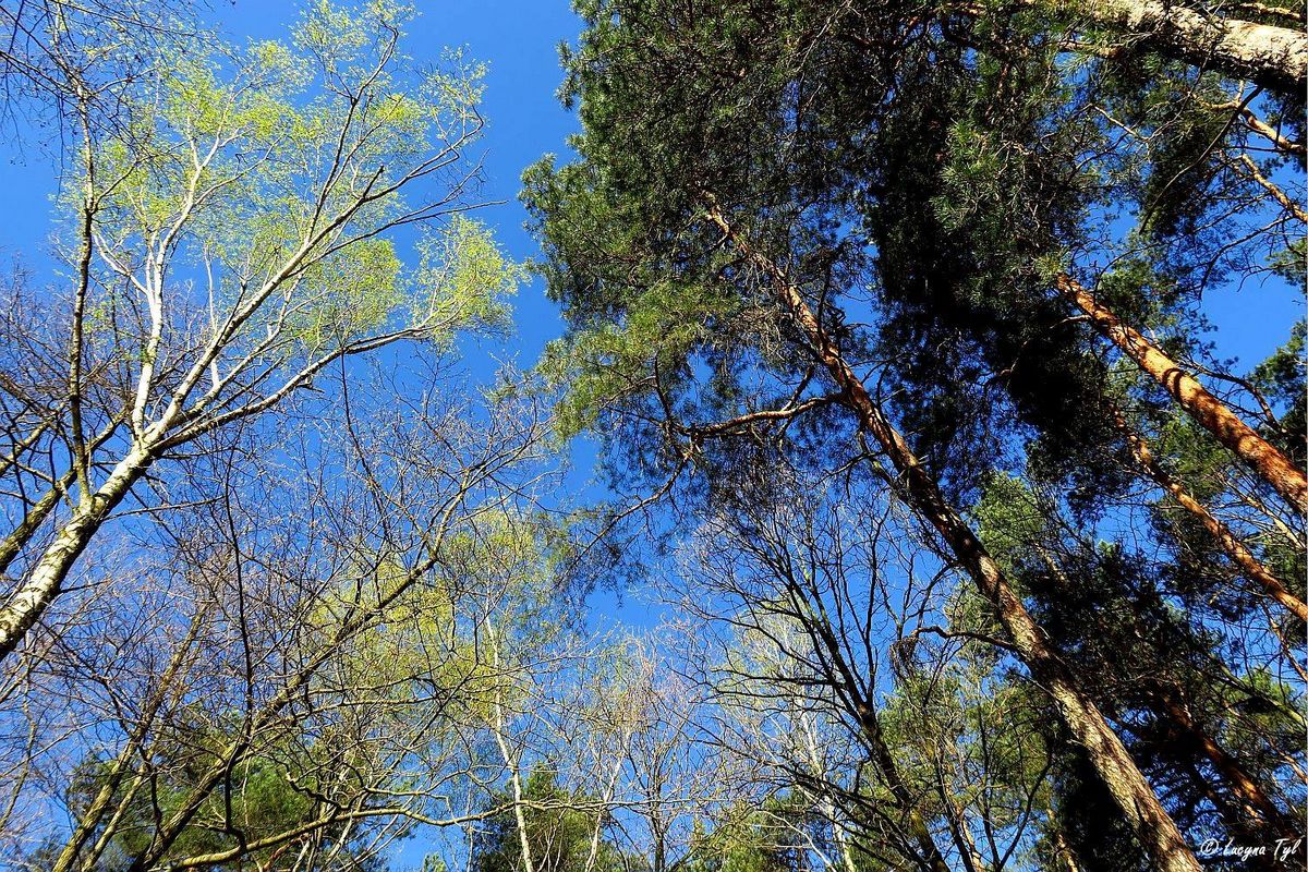 Wielka akcja sprzątania Rybnika – 26 kwietnia w 11 dzielnicach