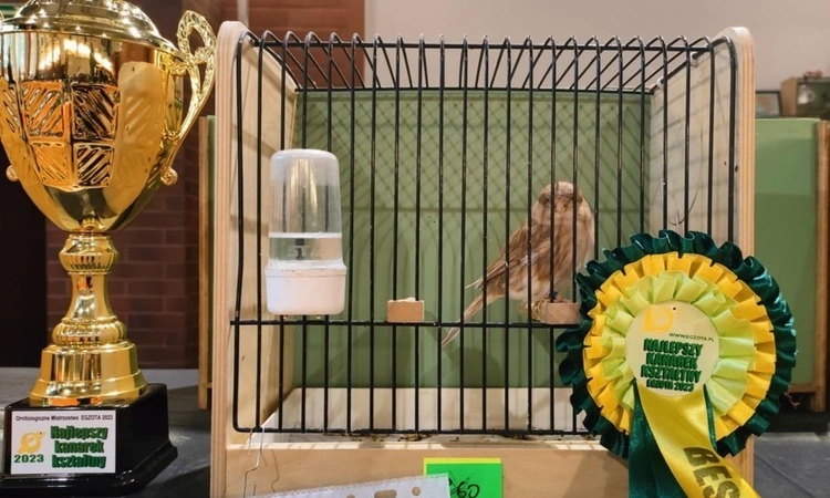 Przed nami wystawa kanarków i ptaków egzotycznych