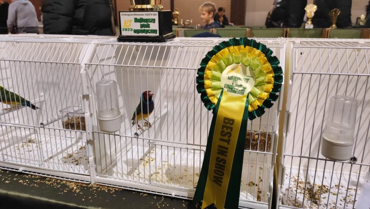 Przed nami wystawa kanarków i ptaków egzotycznych
