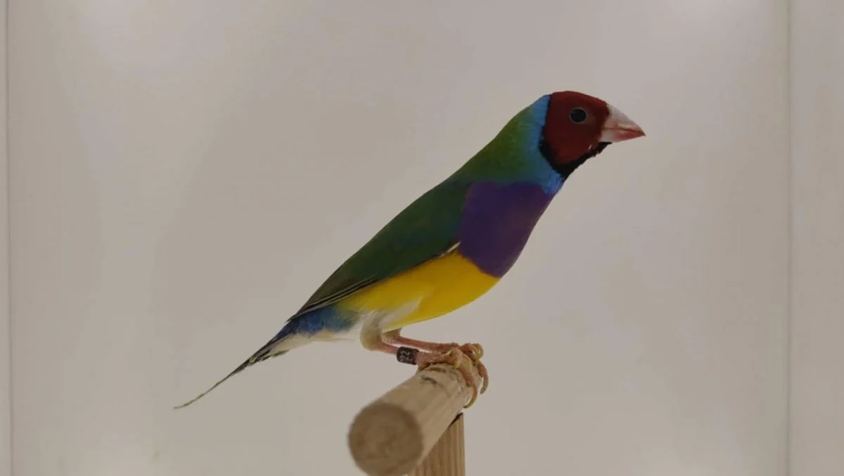 Przed nami wystawa kanarków i ptaków egzotycznych