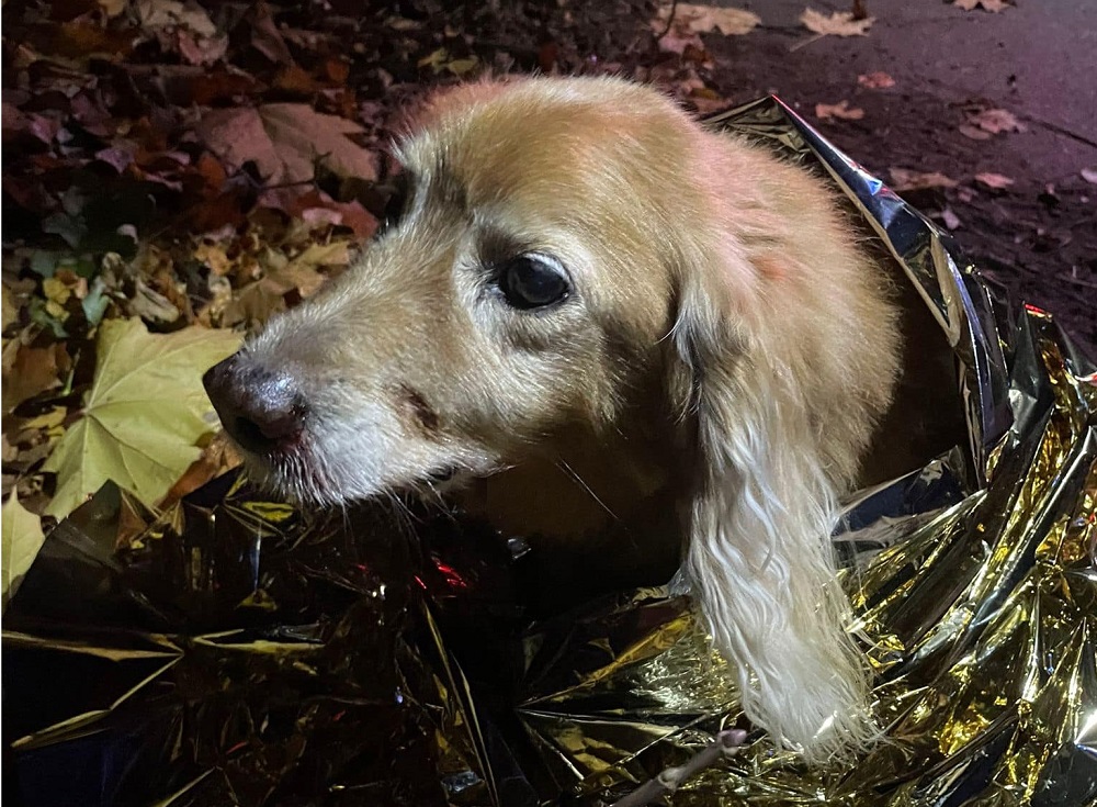 Czy poznajesz tego psa? Pomóż odnaleźć właściciela!