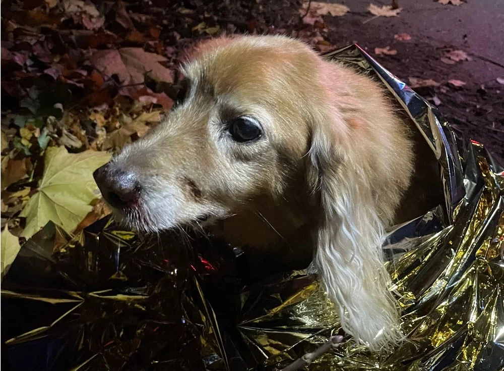 Czy poznajesz tego psa? Pomóż odnaleźć właściciela!