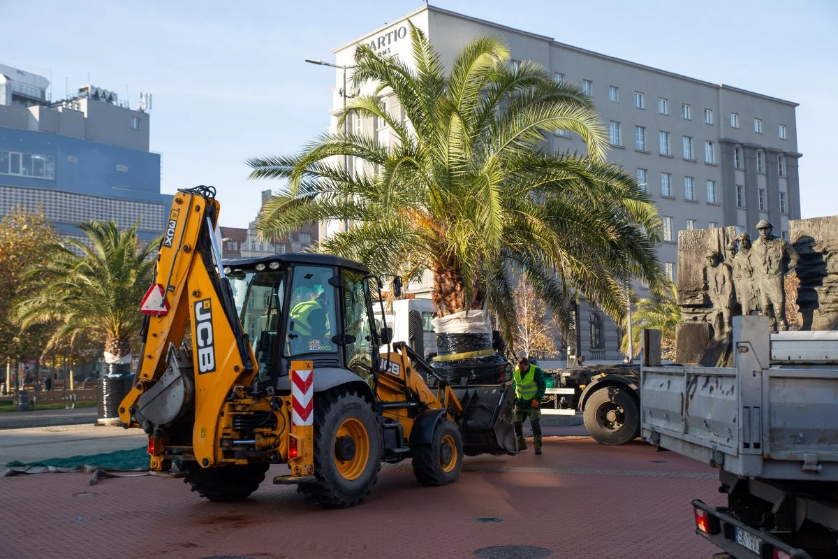 Ania, Stasia, Kasia i Grażyna opuszczają rynek – palmy jadą do Panewnik