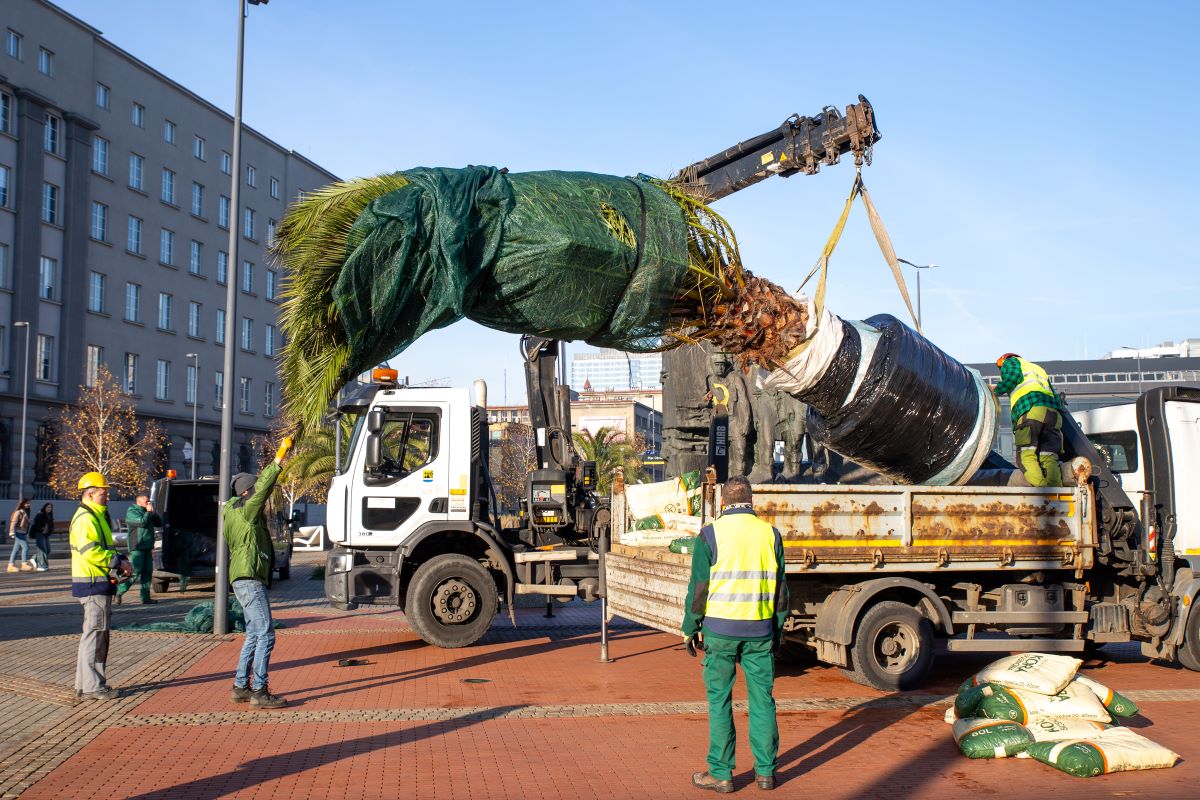 Ania, Stasia, Kasia i Grażyna opuszczają rynek – palmy jadą do Panewnik