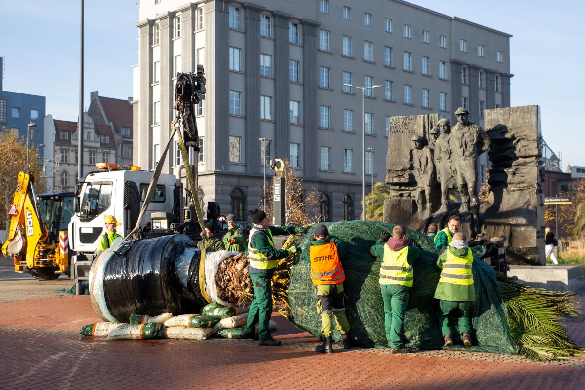 Ania, Stasia, Kasia i Grażyna opuszczają rynek – palmy jadą do Panewnik