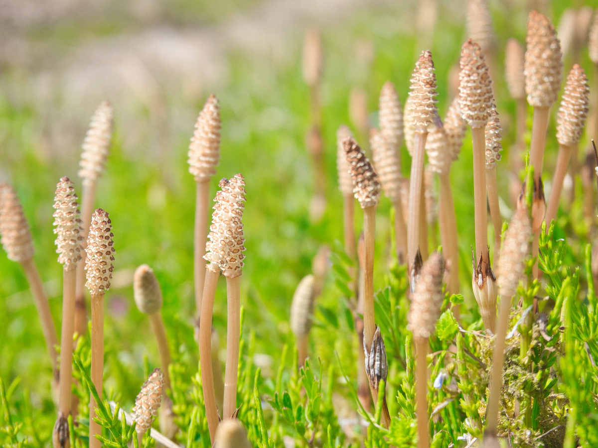 Chwast czy cudowne zioło? Jakie właściwości wykazuje skrzyp polny?