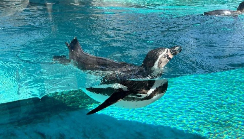 Zimowa przerwa pingwinów z Chorzowskiego Zoo – kiedy powrócą?