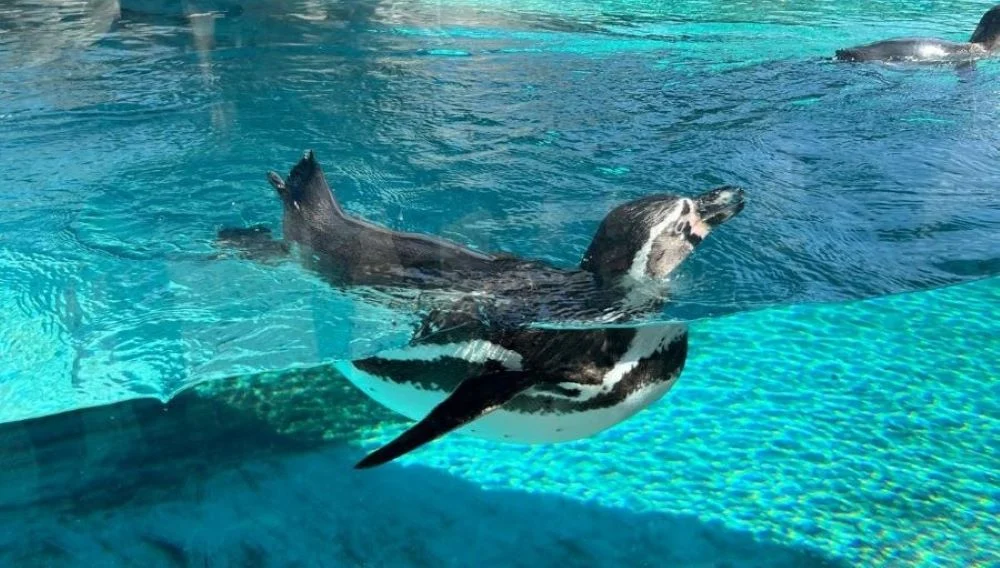 Zimowa przerwa pingwinów z Chorzowskiego Zoo – kiedy powrócą?