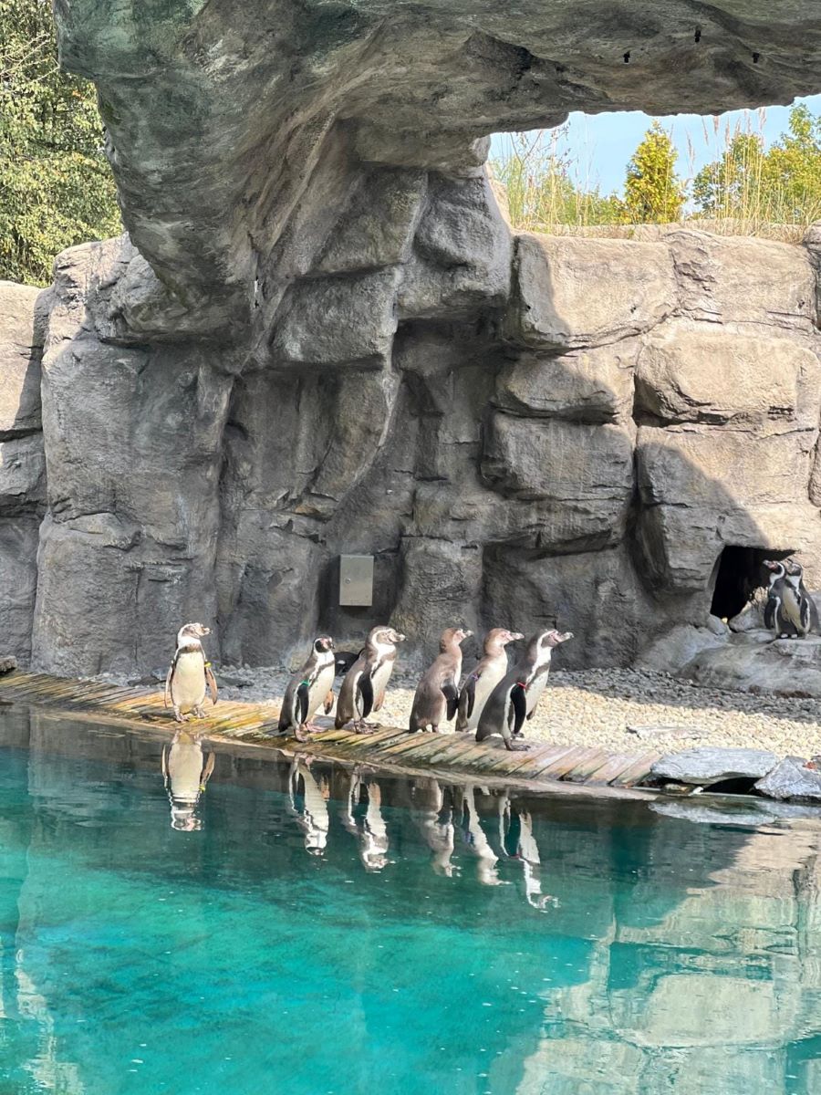 Zimowa przerwa pingwinów z Chorzowskiego Zoo – kiedy powrócą?