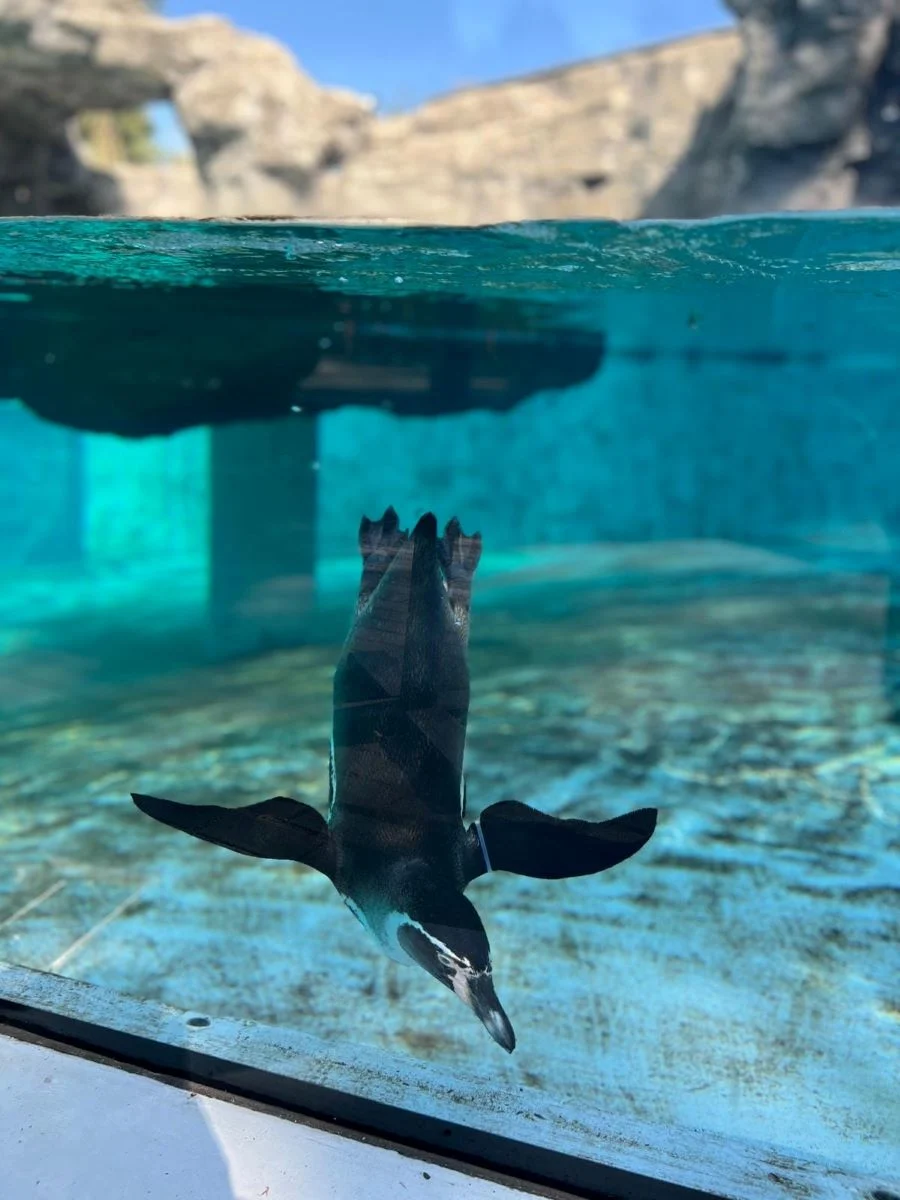 Zimowa przerwa pingwinów z Chorzowskiego Zoo – kiedy powrócą?