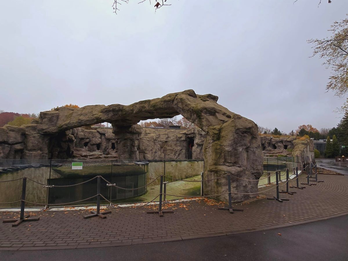 Zimowa przerwa pingwinów z Chorzowskiego Zoo – kiedy powrócą?