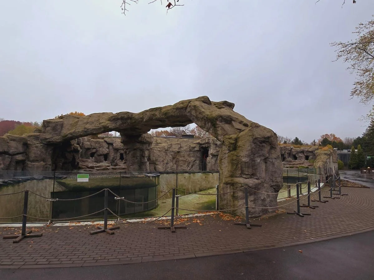 Zimowa przerwa pingwinów z Chorzowskiego Zoo – kiedy powrócą?