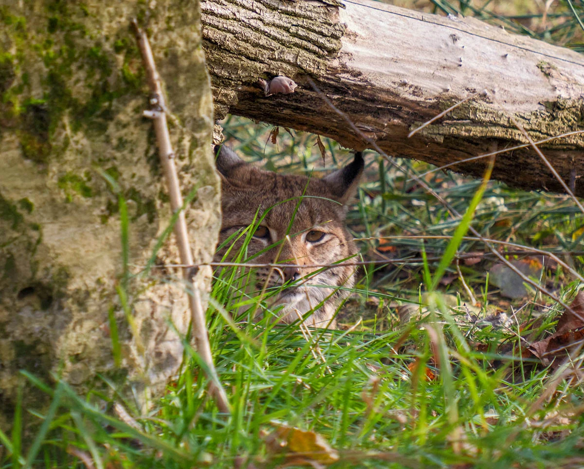 Grenderah – Nowa rysica w Śląskim ZOO z międzynarodowego programu ochrony