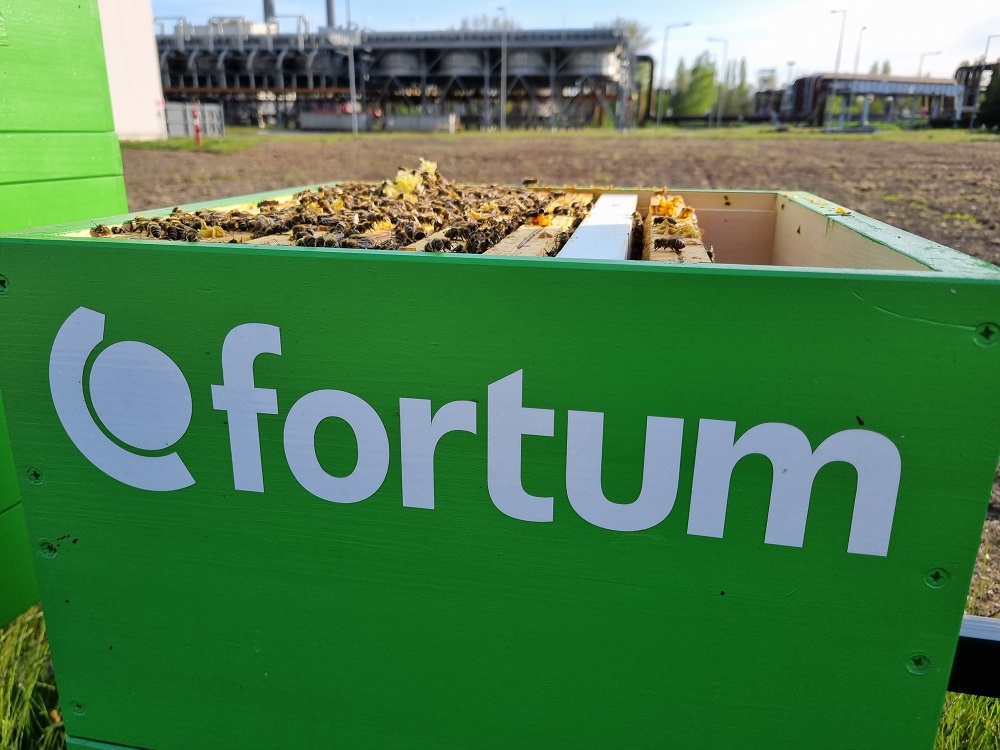 Pszczoły z EC Zabrze zdobywają międzynarodowy złoty medal za miód nawłociowy!