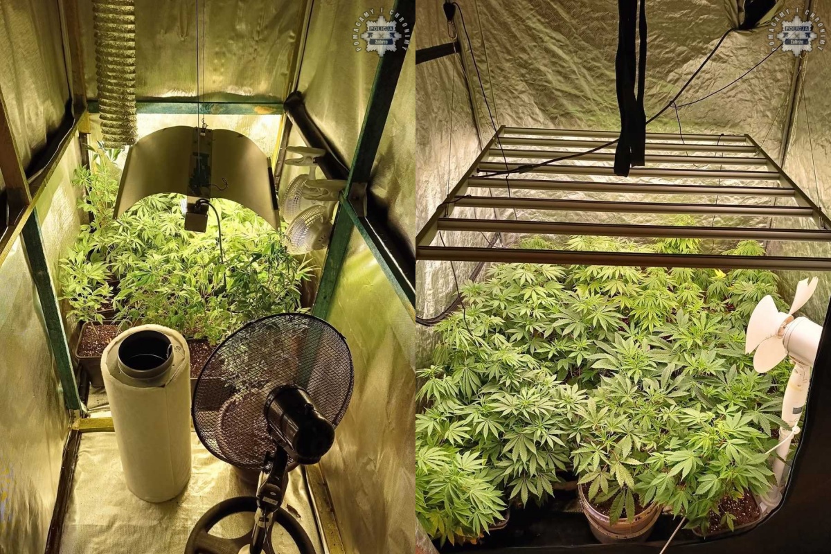 Zabrzańska policja rozbiła domową plantację konopi indyjskich