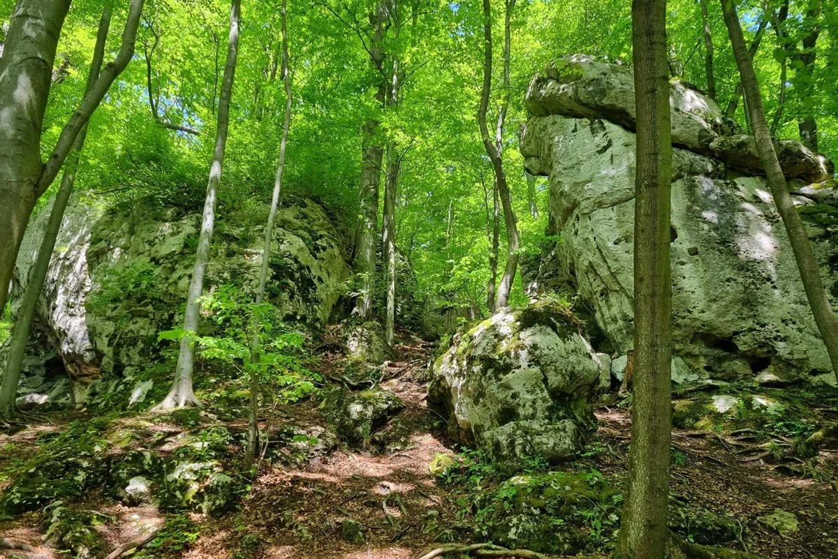 Złoty Potok: Urokliwe tereny Jurze Krakowsko-Częstochowskiej