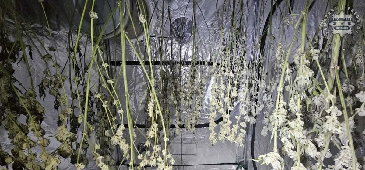 Katowiccy policjanci zlikwidowali domową plantację marihuany