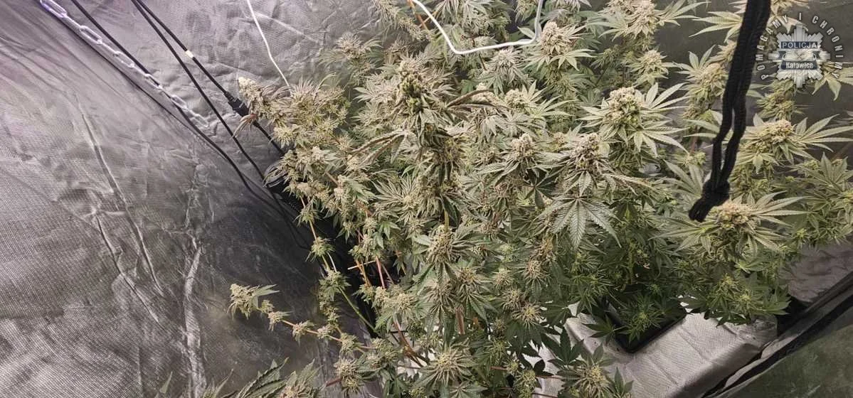 Policja z Katowic rozbiła plantację marihuany – 3,5 kg suszu zabezpieczone!