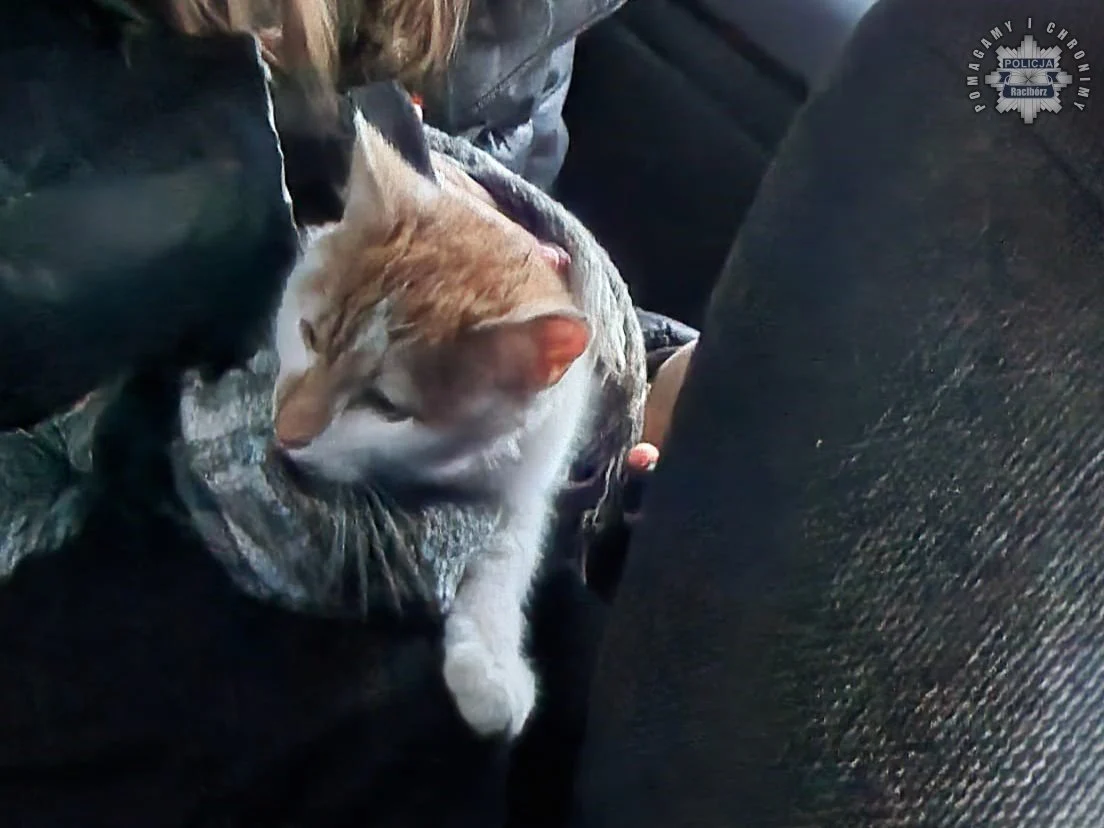 Policjant z Raciborza uratował kotka z wysokiego drzewa