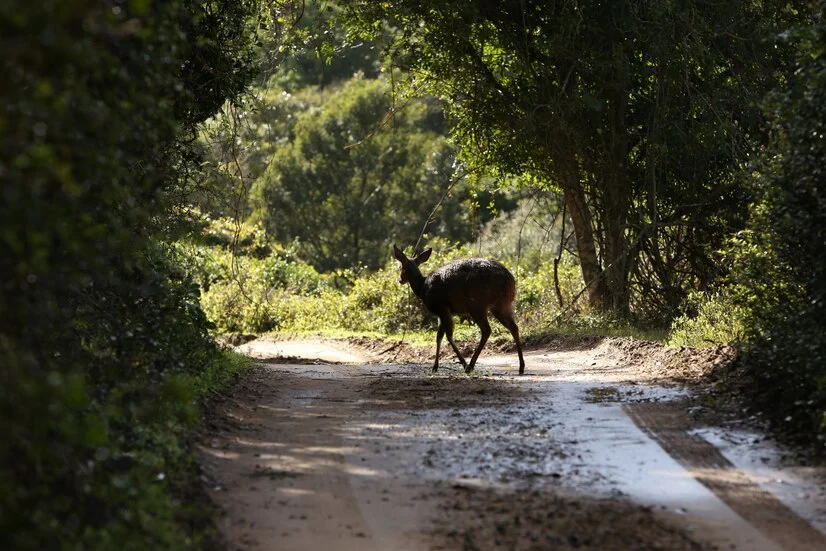 Jesień to czas migracji zwierząt – pamiętaj o ostrożności na drodze!