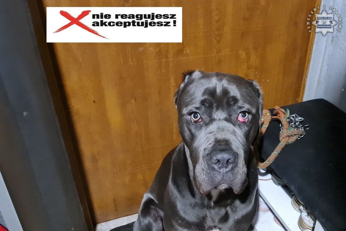 Rażące zaniedbanie i cierpienie psa. Siemianowicki sąd wydał wyrok