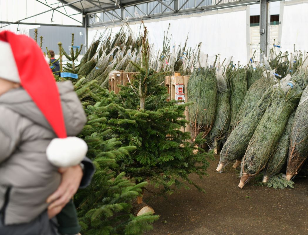 Świąteczne porządki: wymień elektrośmieci na choinkę w Tychach już 14 grudnia