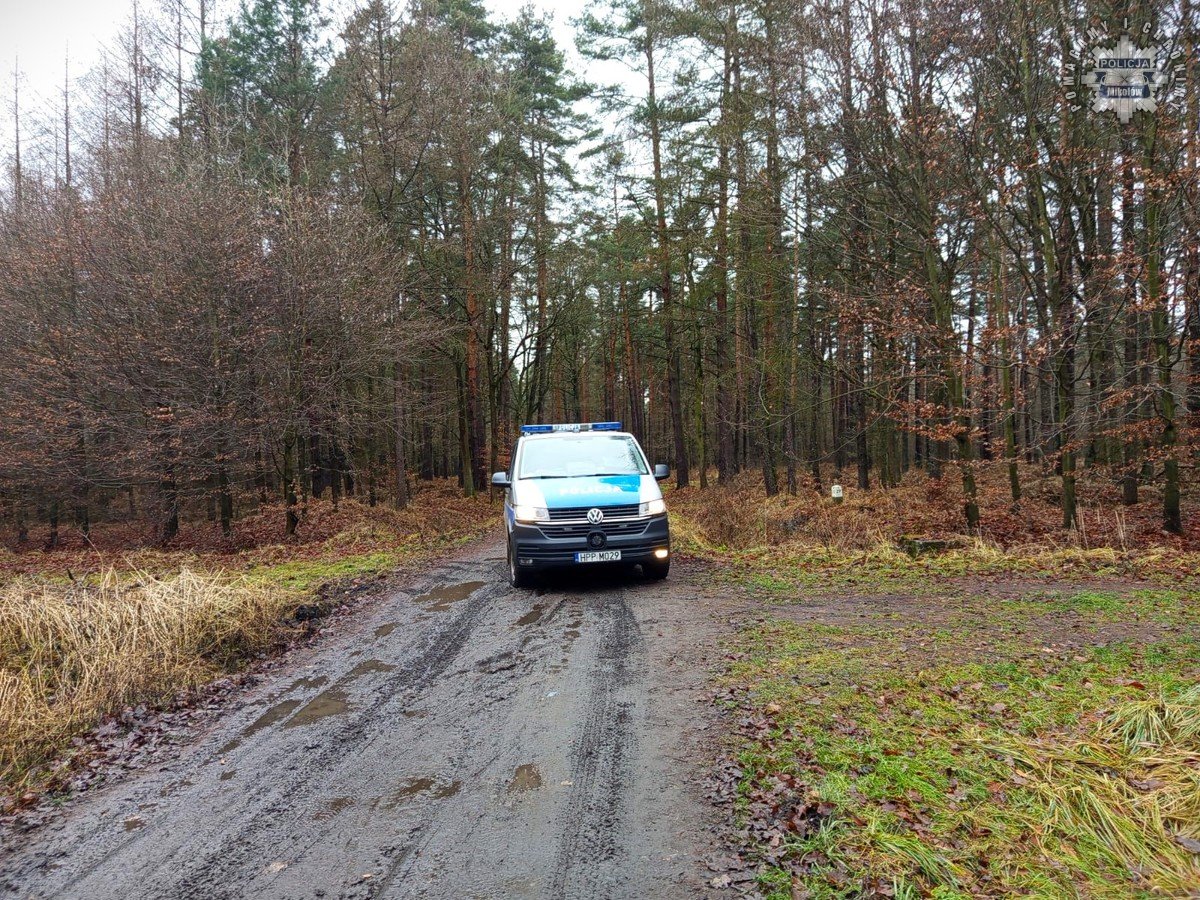 Choinki tylko z legalnego źródła