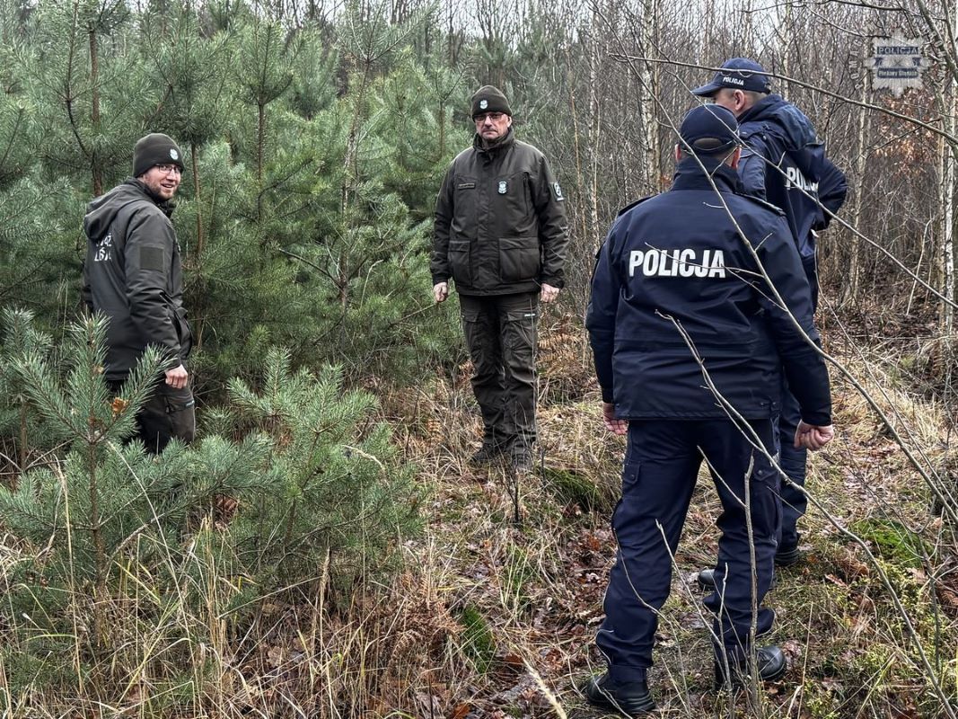 Akcja „Choinka-24” – zatrzymajmy nielegalną wycinkę drzew w lasach