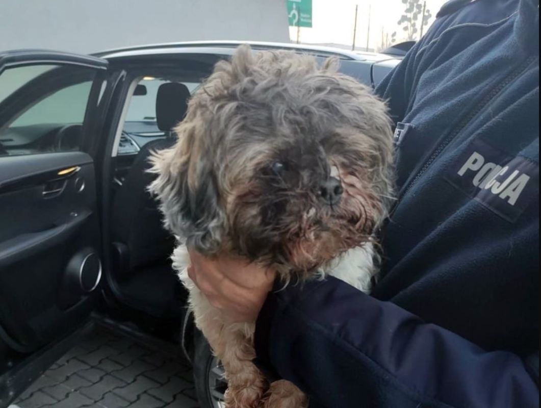 Bezpieczny powrót czworonoga do właścicielki – akcja rybnickiego komendanta