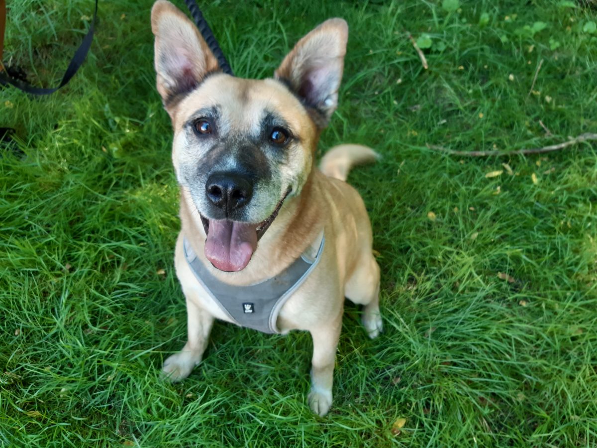 Przed nami ostatni w tym roku „Bieg na 6 łap”!