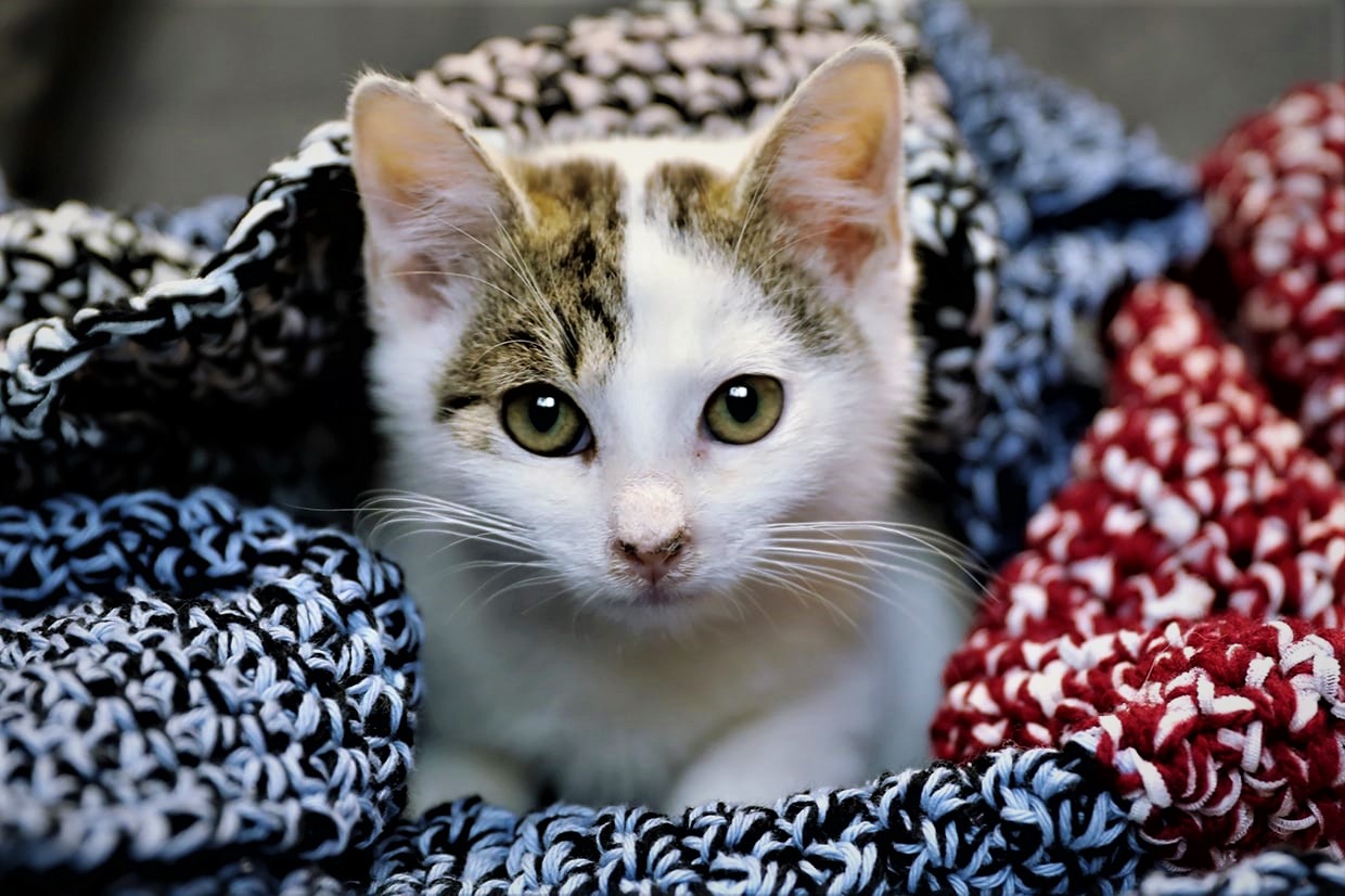 Politechniczna Paka dla Zwierzaka: dary będą zbierane do 18 grudnia