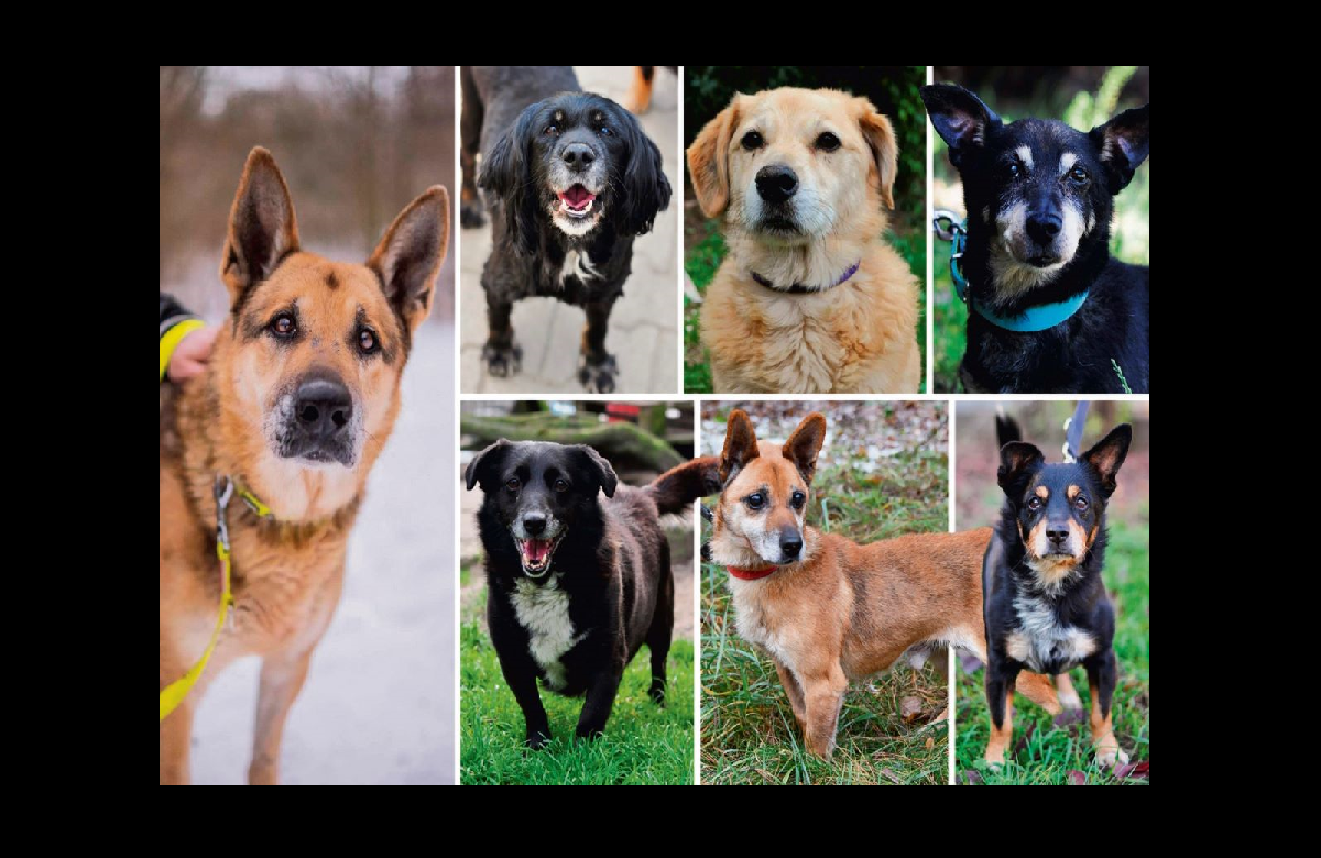 Dom na zimę dla starszaka – gliwickie schronisko szuka opiekunów dla starszych psów