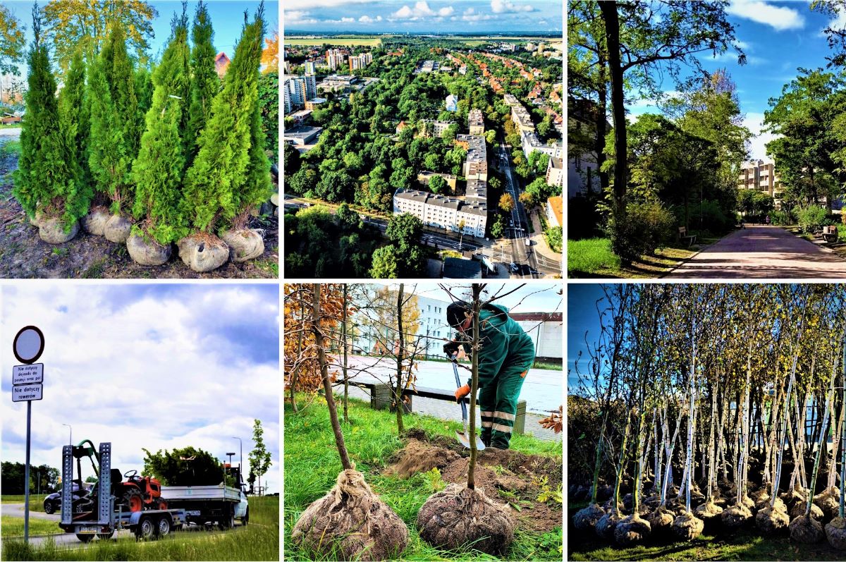 W Gliwicach w 2024 roku nasadzono ponad 30 tysięcy roślin!