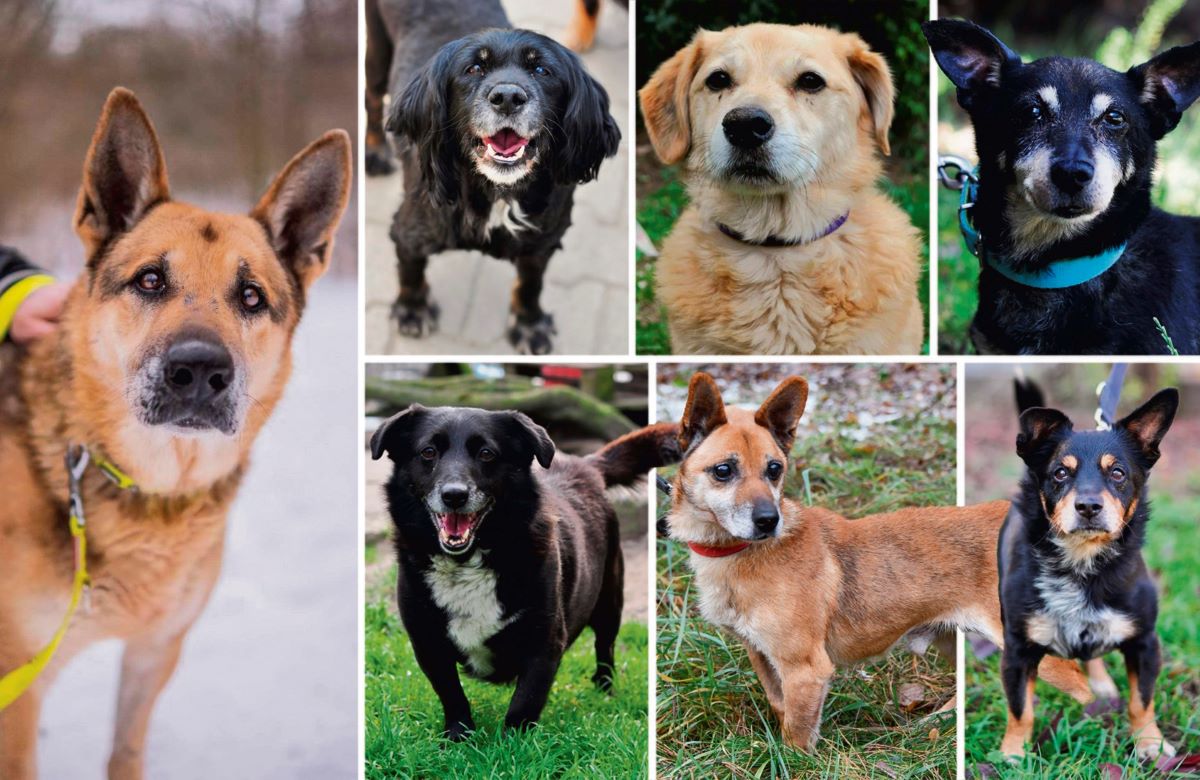 Dom na zimę dla starszaka – zwierzęta ze schroniska nadal czekają na adopcję tymczasową