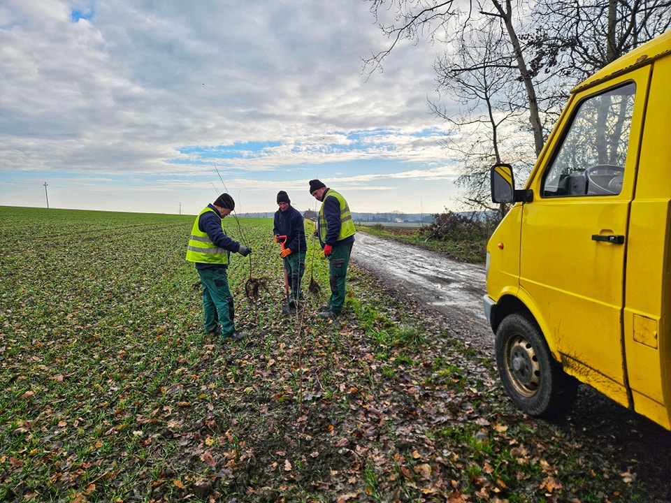 “365 drzew dla Mikołowa” – Przy ul. Marii Skłodowskiej-Curie będzie jeszcze ładniej!
