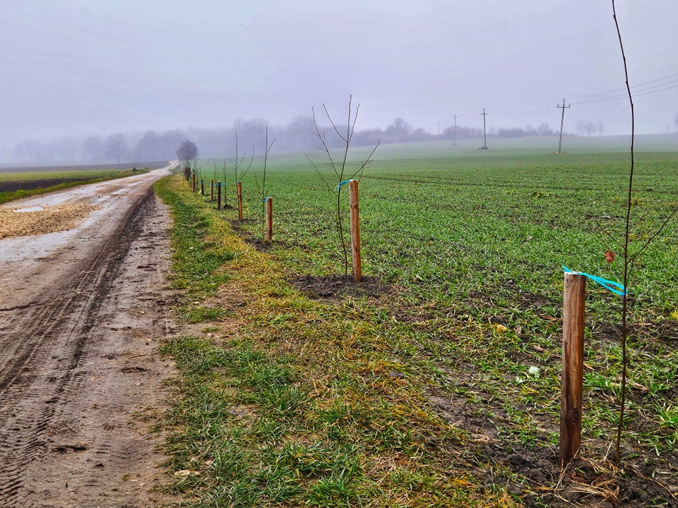“365 drzew dla Mikołowa” – Przy ul. Marii Skłodowskiej-Curie będzie jeszcze ładniej!