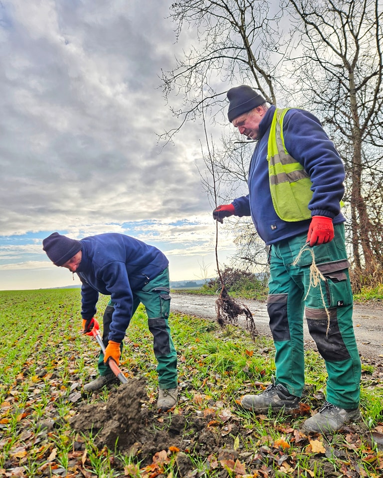 “365 drzew dla Mikołowa” – Przy ul. Marii Skłodowskiej-Curie będzie jeszcze ładniej!