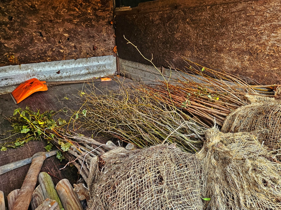 “365 drzew dla Mikołowa” – Przy ul. Marii Skłodowskiej-Curie będzie jeszcze ładniej!