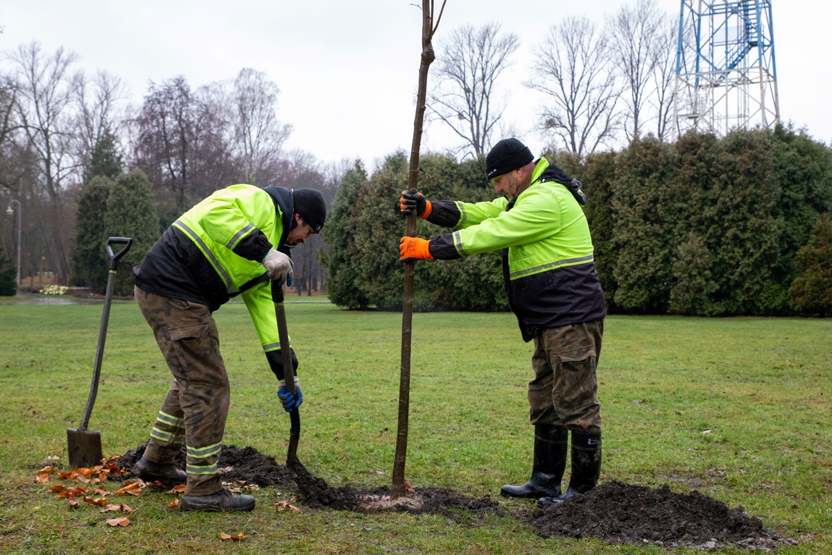 Park Kościuszki w Katowicach zyskuje nowe drzewa – 150 nowych nasadzeń