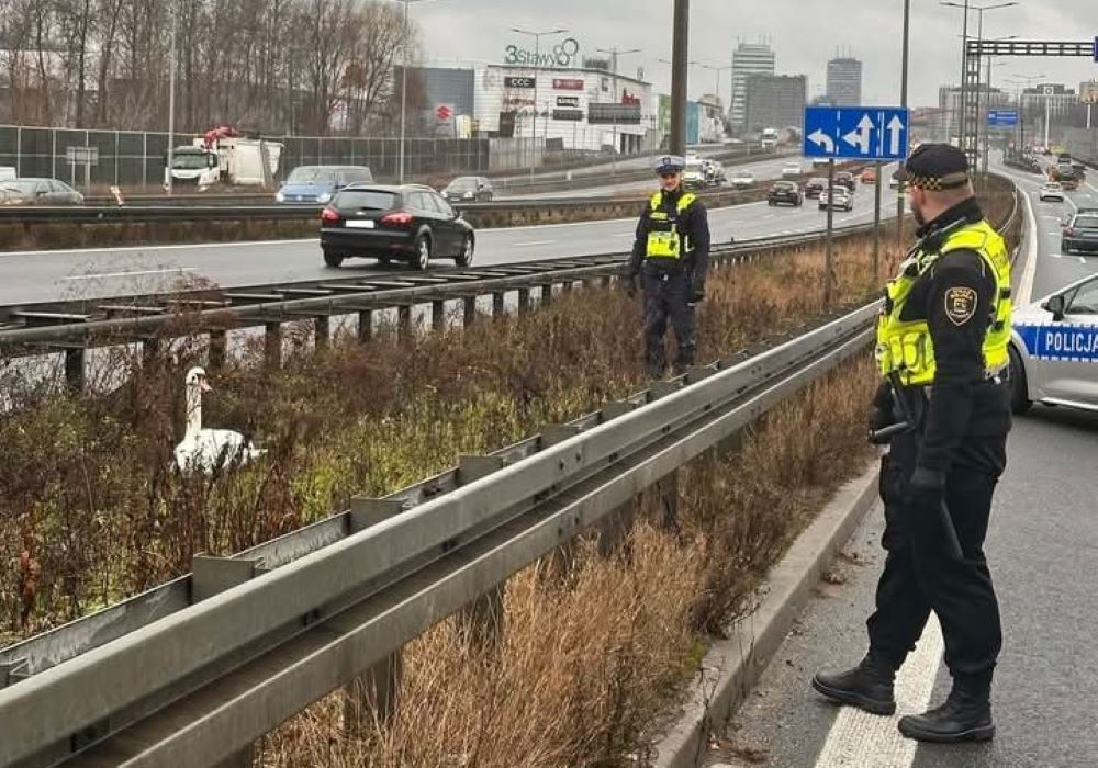 Katowice: Służby uratowały zagubionego łabędzia na ruchliwej drodze