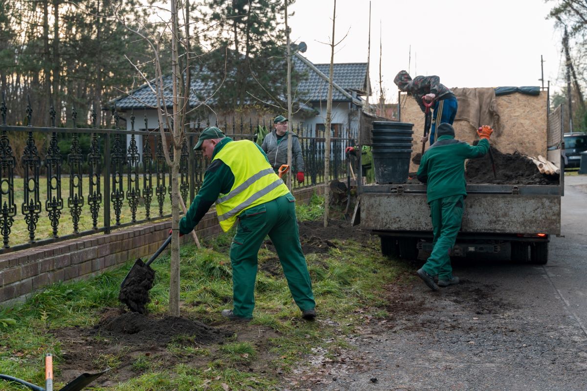 Nowe drzewa w Katowicach: bezpieczniej i bardziej zielono