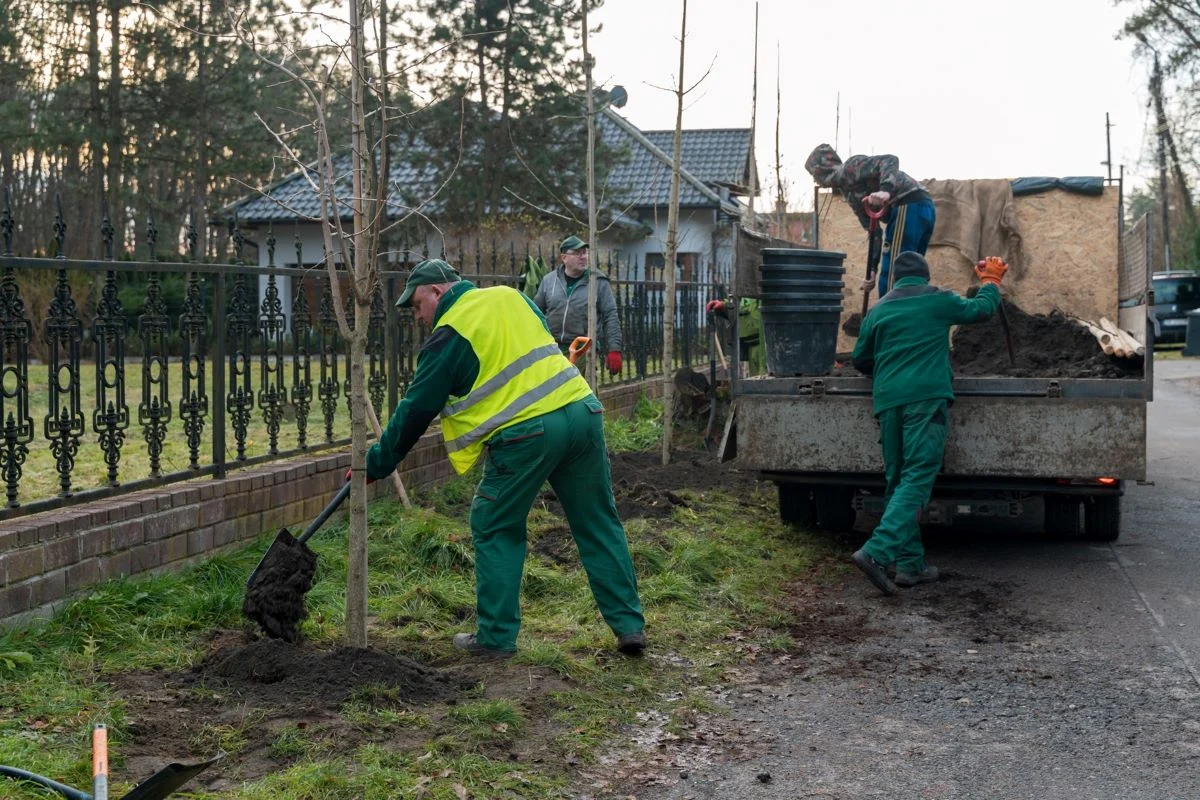 Nowe drzewa w Katowicach: bezpieczniej i bardziej zielono